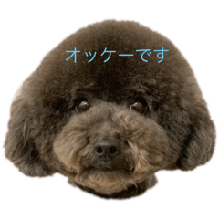 [LINEスタンプ] トイプードル 黒 あずき