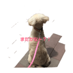 [LINEスタンプ] プードルのモア