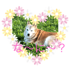 [LINEスタンプ] 我が家のレオくん