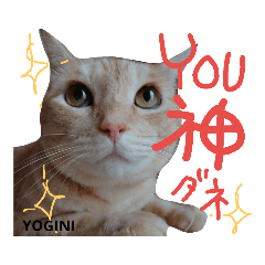 [LINEスタンプ] 茶トラずスタンプ