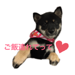 [LINEスタンプ] 豆柴まめ子のスタンプ16種類