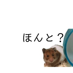 [LINEスタンプ] ムギちゃんの過ごす日々