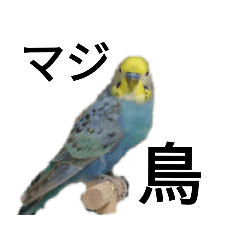 [LINEスタンプ] マジ鳥！日常生活で使えるインコたち！！