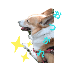 [LINEスタンプ] コーギーの棗ちゃん