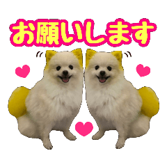 [LINEスタンプ] ポメラニアン★むぅ