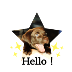 [LINEスタンプ] THE✨CHOCO✨1