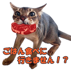 [LINEスタンプ] カリモの猫スタンプ アビシニアン 2の画像（メイン）