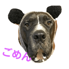 [LINEスタンプ] 林家のワンコ