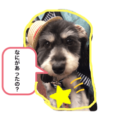 [LINEスタンプ] マルックスの日常会話