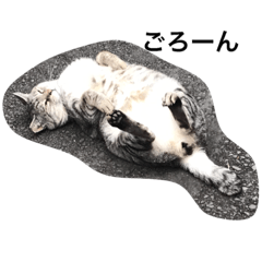 [LINEスタンプ] 目つきの悪い野良サバトラ猫のスタンプ