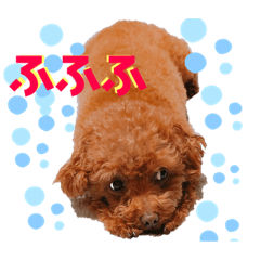 [LINEスタンプ] そぼろ  ちょっぴり  こむぎ