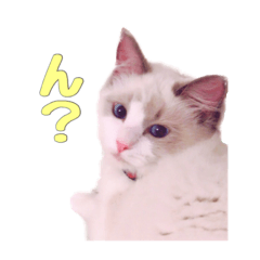 [LINEスタンプ] ラグドールねこのマーチ