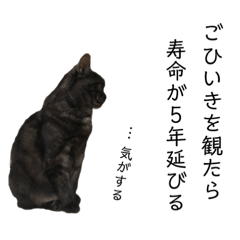 [LINEスタンプ] 観劇ネコ猫