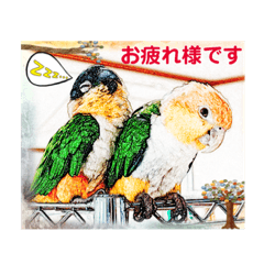 [LINEスタンプ] シロハラインコとニョオウインコ