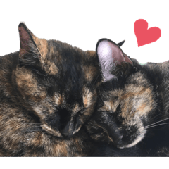 [LINEスタンプ] 猫さんと仲間たち