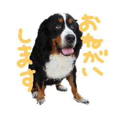 [LINEスタンプ] バーニーズマウンテンドッグるい2