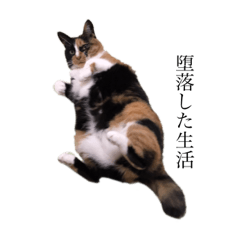 [LINEスタンプ] かわいい猫 ミケ