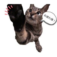 [LINEスタンプ] こまちの日常 スタンプ