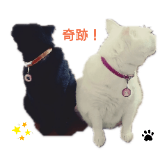 [LINEスタンプ] PET21