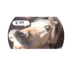 [LINEスタンプ] 動物スタ