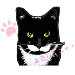[LINEスタンプ] ビアードネコ スタンプ