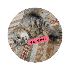 [LINEスタンプ] ねこさまの日常