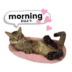 [LINEスタンプ] mon*habi猫スタンプ 1