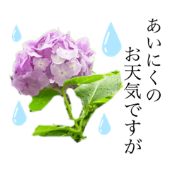 [LINEスタンプ] 紫陽花のスタンプ
