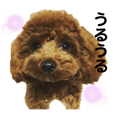 [LINEスタンプ] トィプードルのラテちゃん
