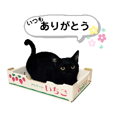 [LINEスタンプ] mon*habi猫スタンプ 2
