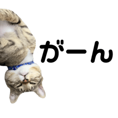 [LINEスタンプ] ねこのだいきち