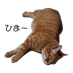 [LINEスタンプ] 家の愛猫
