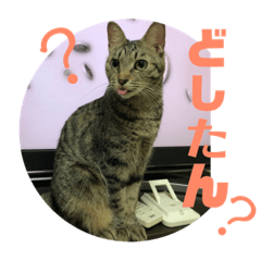 [LINEスタンプ] ねこ ミーア フェレット