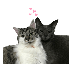 [LINEスタンプ] Anzu and Anzu friends cat stampの画像（メイン）