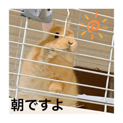 [LINEスタンプ] パトちゃんスタンプ