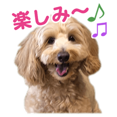 [LINEスタンプ] ダップー 日常会話スタンプ