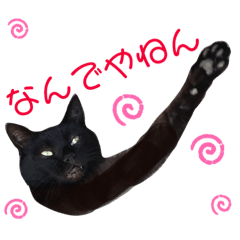 [LINEスタンプ] 黒猫ジュンジ