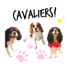 [LINEスタンプ] cavalier kira.kono＆moi