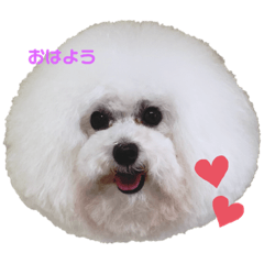 [LINEスタンプ] まんまるなトイプードル