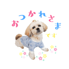 [LINEスタンプ] お犬様Dの日常［ほんのり敬語］