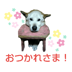 [LINEスタンプ] ゴン日記