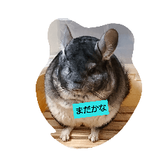 [LINEスタンプ] 可愛いチンチラくんスタンプ1