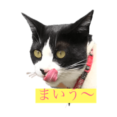 [LINEスタンプ] はちわれにゃんこのはち【その2】