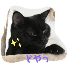 [LINEスタンプ] たなかさんちのこ