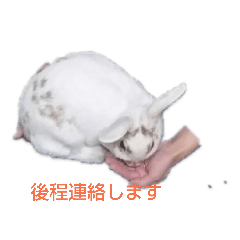 [LINEスタンプ] ラッキーさんの日常あいさつ