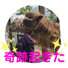 [LINEスタンプ] 〜愛たっぷりの日常会話〜どうぶつ編③〜