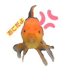 [LINEスタンプ] ぶしゅこ☆