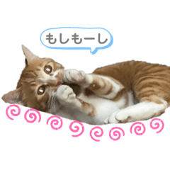 [LINEスタンプ] 茶トラのやす