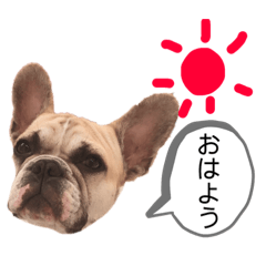 [LINEスタンプ] フレンチブルのシェリーちゃん