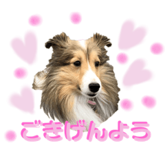 [LINEスタンプ] シェルティ クララの 丁寧語すたんぷ